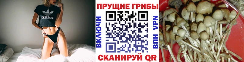 блэк спрут вход  Щучье  Псилоцибиновые грибы GOLDEN TEACHER 